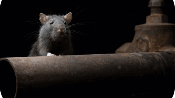 Dampak Tersembunyi Keberadaan Tikus di Gudang Industri